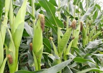 New Report Faults BoU-Domiciled Agric Credit Facility (ACF) for Crippling Grain Trade-NPA Auditors Expose Stagnation