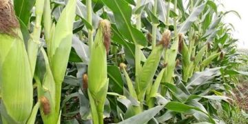 New Report Faults BoU-Domiciled Agric Credit Facility (ACF) for Crippling Grain Trade-NPA Auditors Expose Stagnation