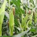 New Report Faults BoU-Domiciled Agric Credit Facility (ACF) for Crippling Grain Trade-NPA Auditors Expose Stagnation