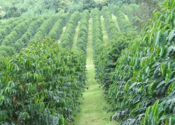 NPA SERIES: Report Flags Uncertainty, Weak Institutional Capacity & Poor Coordination at BoU-Managed Agricultural Loan Facility (ACF)