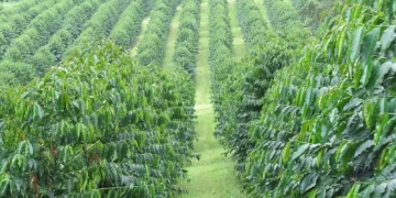 New NPA Evaluation Report Confirms That BoU’s Agric Loans’ Strict Approval Procedures Are Working: Details Here!