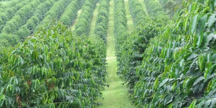 New NPA Evaluation Report Confirms That BoU’s Agric Loans’ Strict Approval Procedures Are Working: Details Here!
