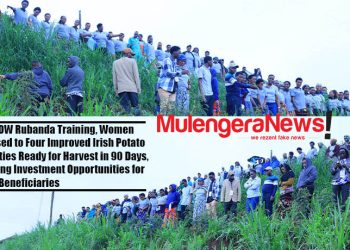 At GROW Rubanda Training, Women Exposed to Four Improved Irish Potato Varieties Ready for Harvest in 90 Days, Offering Investment Opportunities for Loan Beneficiaries