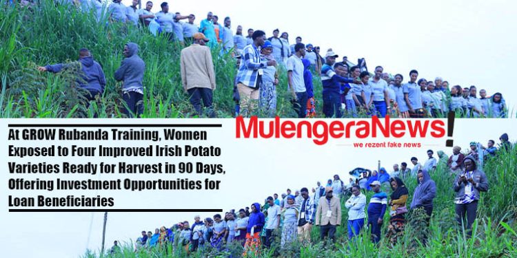 At GROW Rubanda Training, Women Exposed to Four Improved Irish Potato Varieties Ready for Harvest in 90 Days, Offering Investment Opportunities for Loan Beneficiaries