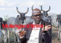 Finally; the cows are back in Acholi, Lango and Teso