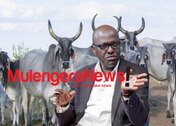 Finally; the cows are back in Acholi, Lango and Teso