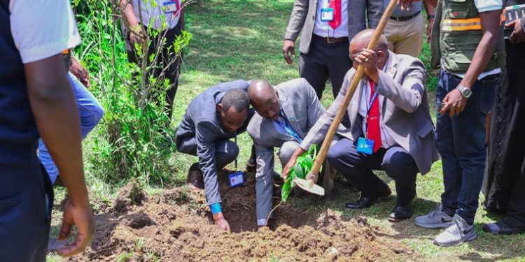 Centenary Bank, Kabale Diocese and Good Forests Foundation To Plant 12,000 Trees in Kanungu